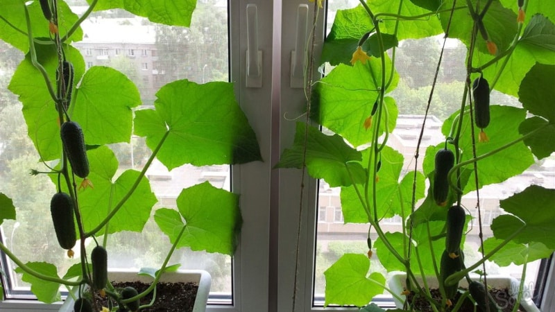 How to grow cucumbers on a windowsill in winter