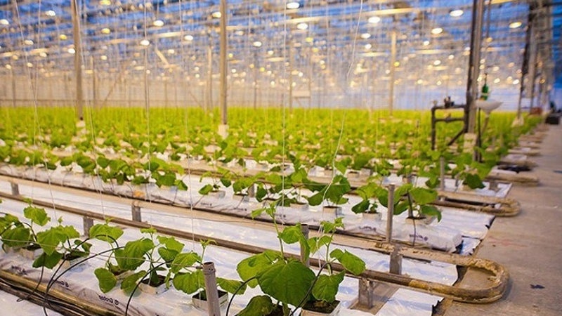 How to grow cucumbers in a greenhouse in winter: step-by-step instructions