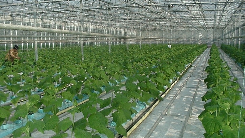 How to grow cucumbers in a greenhouse in winter: step-by-step instructions