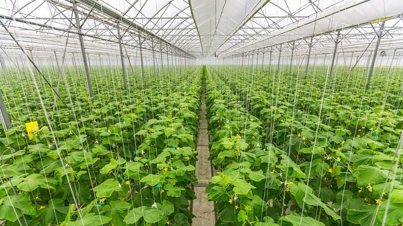 How to grow cucumbers in a greenhouse in winter: step-by-step instructions