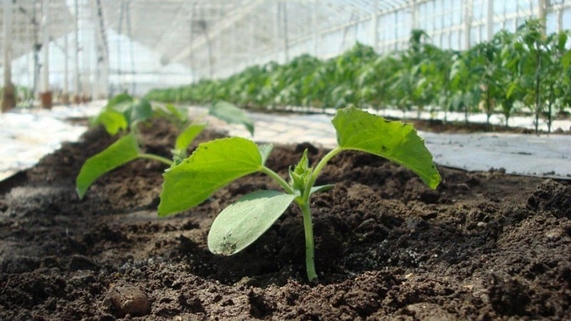 How to grow cucumbers in a greenhouse in winter: step-by-step instructions