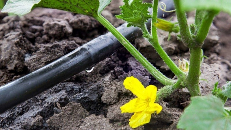 How to grow cucumbers in a greenhouse in winter: step-by-step instructions