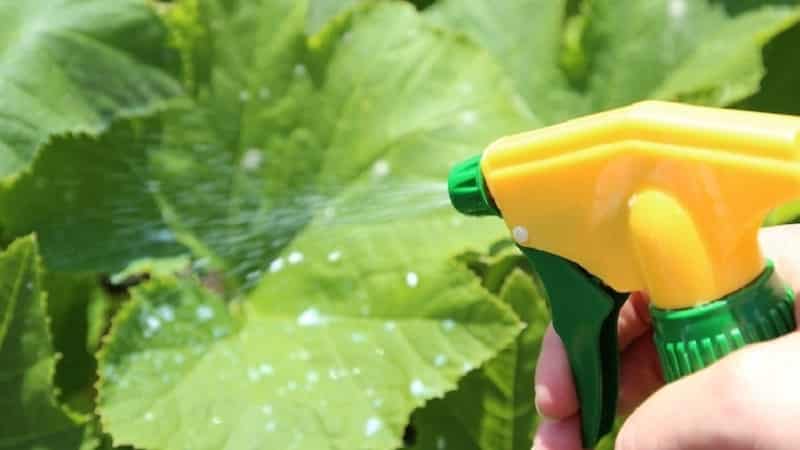 How to grow cucumbers in a greenhouse in winter: step-by-step instructions