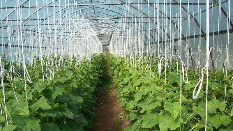 How to grow cucumbers in a greenhouse in winter: step-by-step instructions