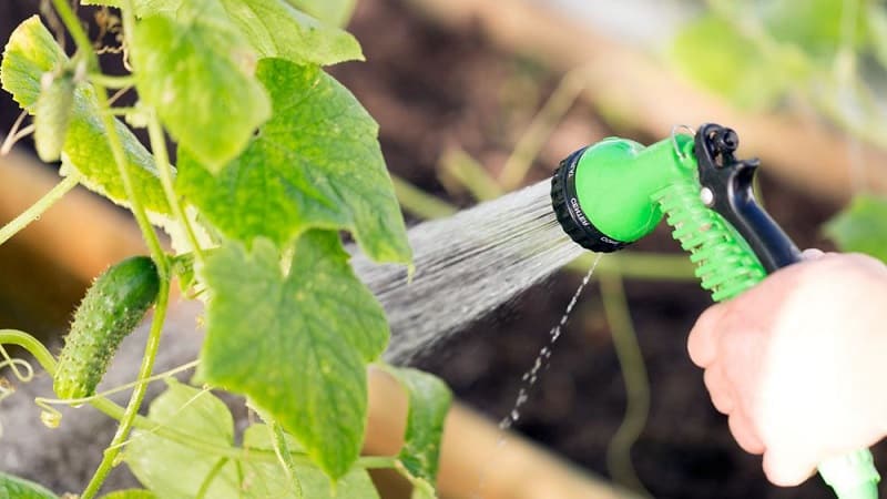 How to grow cucumbers in a greenhouse in winter: step-by-step instructions