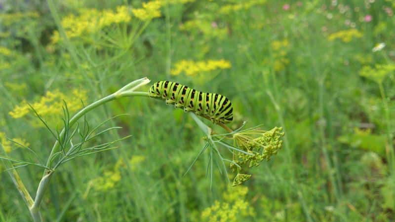 What pests of dill are there: photos and control of them, diseases and preventive measures to protect the crop