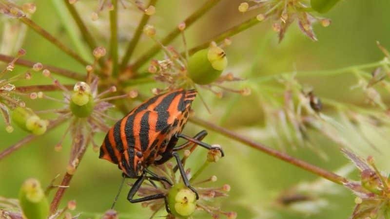 What pests of dill are there: photos and control of them, diseases and preventive measures to protect the crop