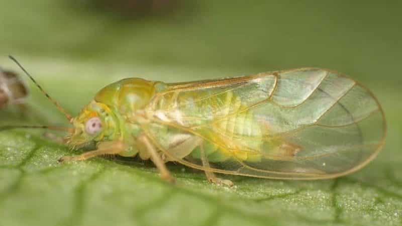 What pests of dill are there: photos and control of them, diseases and preventive measures to protect the crop