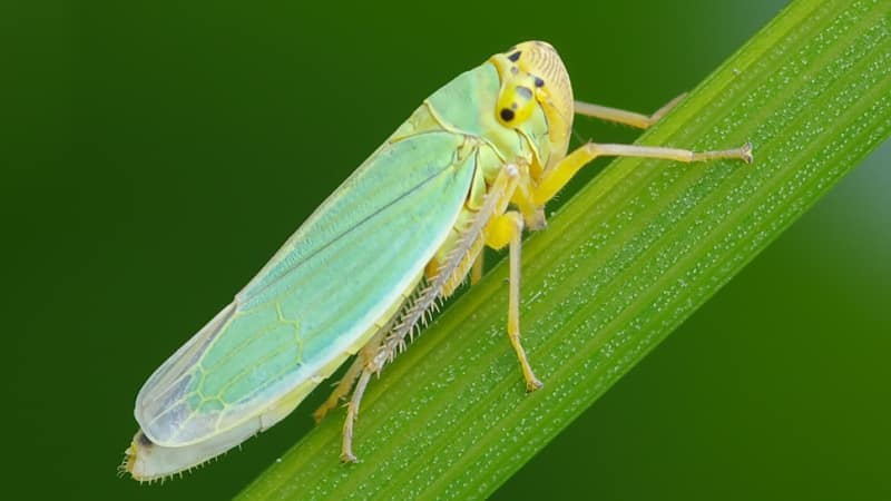 What pests of dill are there: photos and control of them, diseases and preventive measures to protect the crop