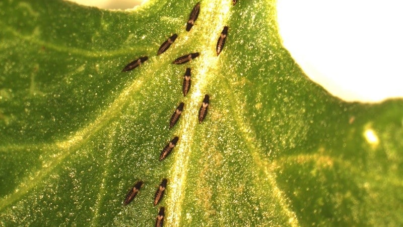 What pests of dill are there: photos and control of them, diseases and preventive measures to protect the crop