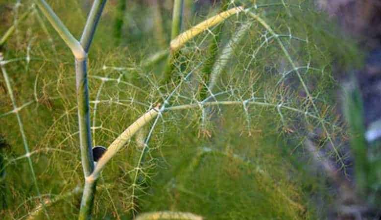What pests of dill are there: photos and control of them, diseases and preventive measures to protect the crop