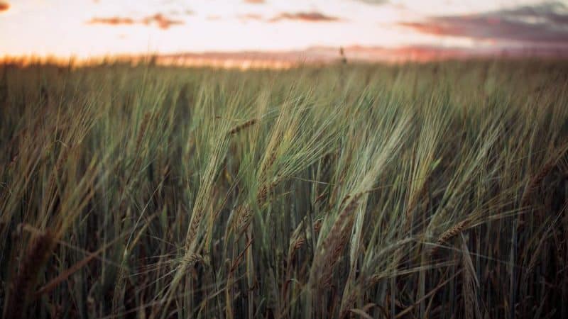 What kind of cereal is made from rye and its beneficial properties
