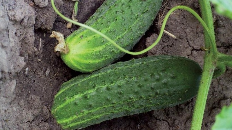 What kind of soil do cucumbers like and how to properly treat it before and after planting