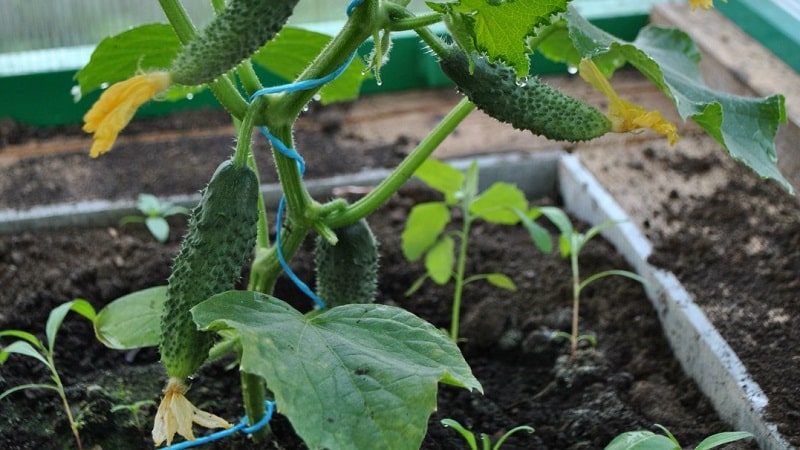 What kind of soil do cucumbers like and how to properly treat it before and after planting