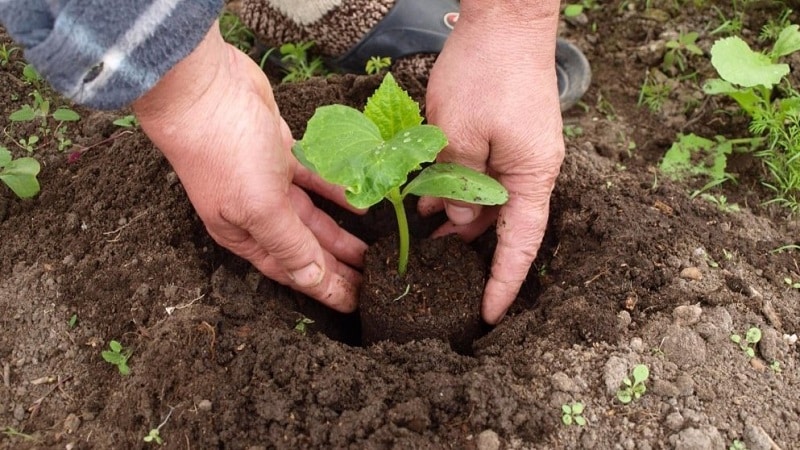 What kind of soil do cucumbers like and how to properly treat it before and after planting