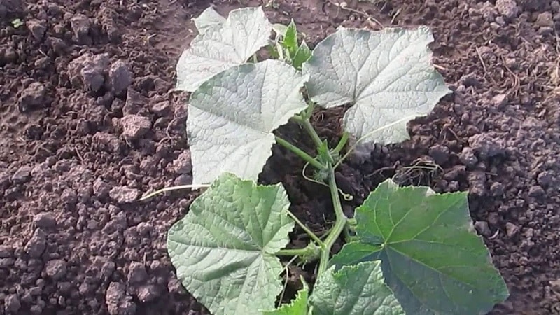 What kind of soil do cucumbers like and how to properly treat it before and after planting