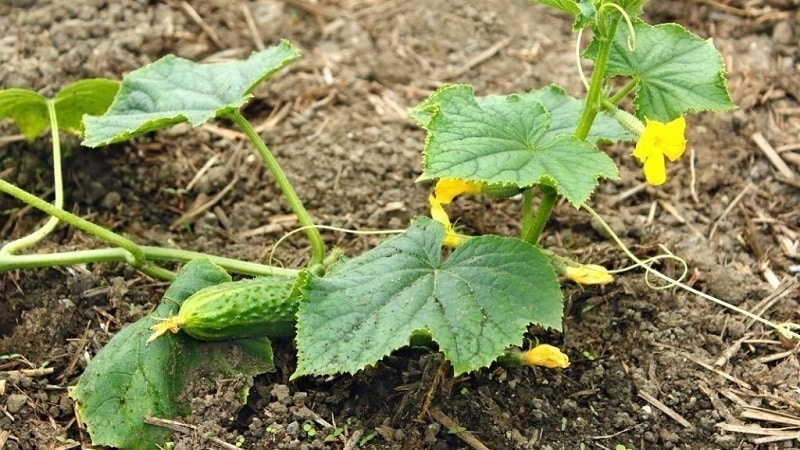 What kind of soil do cucumbers like and how to properly treat it before and after planting
