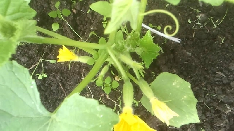What kind of soil do cucumbers like and how to properly treat it before and after planting