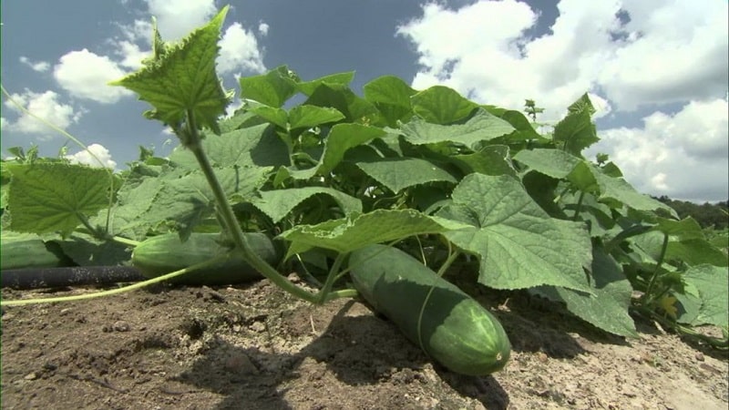 What kind of soil do cucumbers like and how to properly treat it before and after planting