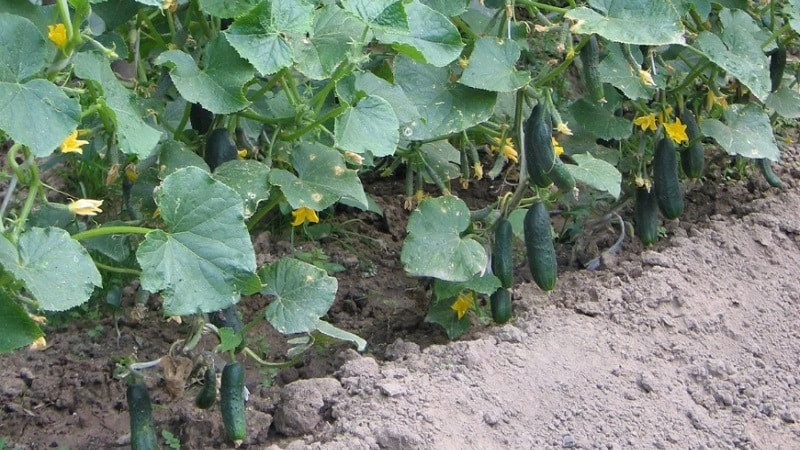 What kind of soil do cucumbers like and how to properly treat it before and after planting