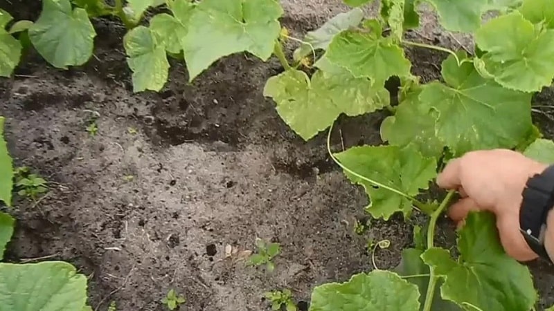 What kind of soil do cucumbers like and how to properly treat it before and after planting