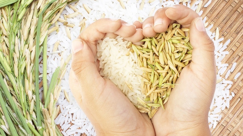 Calorie content and nutritional value of boiled rice