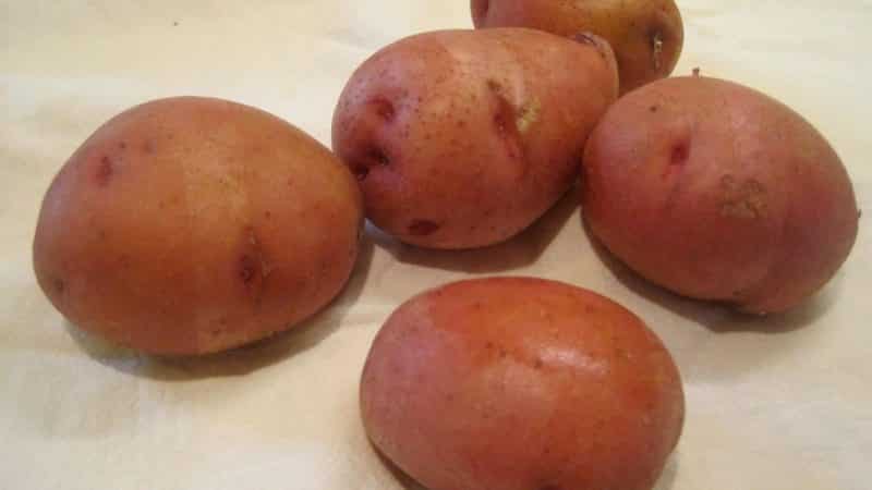 Unpretentious mid-season potato variety Irbitsky from domestic breeders