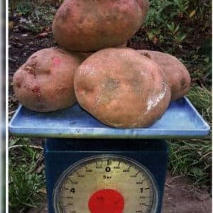 Unpretentious mid-season potato variety Irbitsky from domestic breeders