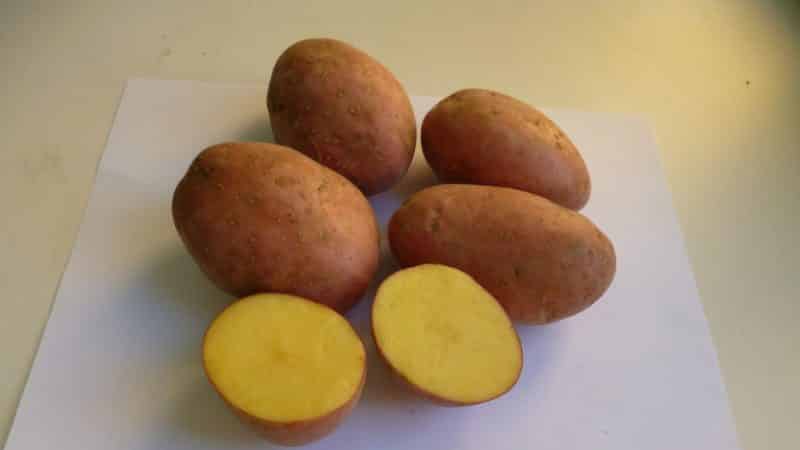 Mid-early table potato variety Laura with excellent taste and aroma