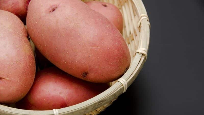 Mid-early table potato variety Laura with excellent taste and aroma