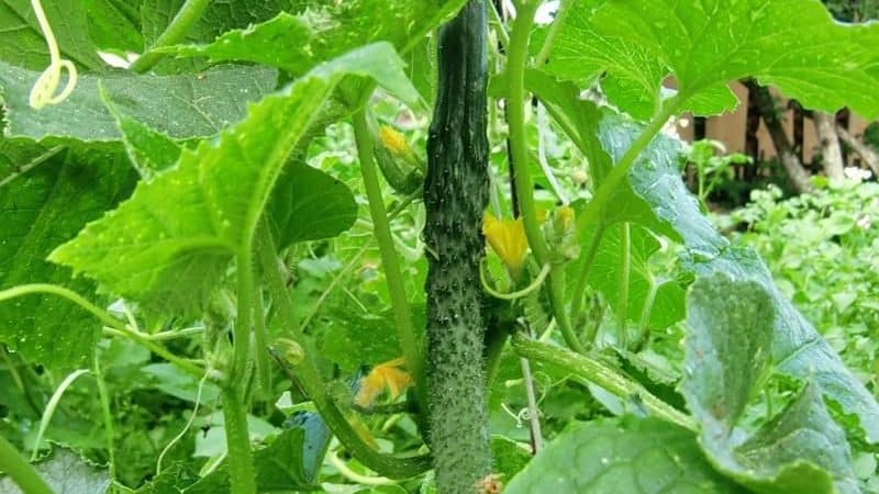 What is unique about the Chinese cucumber and how to get a decent harvest?