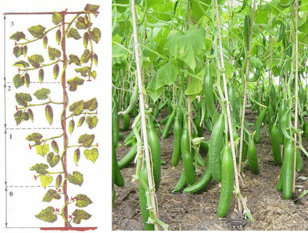 What is unique about the Chinese cucumber and how to get a decent harvest?