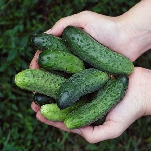When is it better to pick cucumbers, in the morning or in the evening, and what determines the characteristics of harvesting?