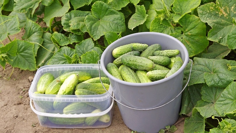 When is it better to pick cucumbers, in the morning or in the evening, and what determines the characteristics of harvesting?