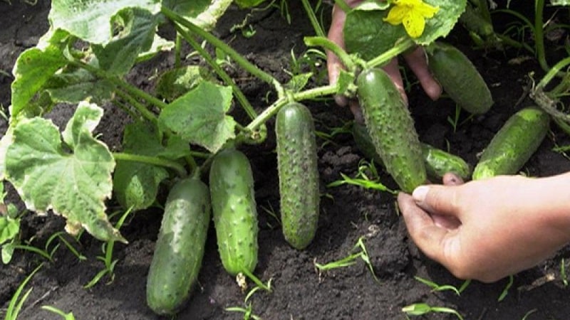 When is it better to pick cucumbers, in the morning or in the evening, and what determines the characteristics of harvesting?