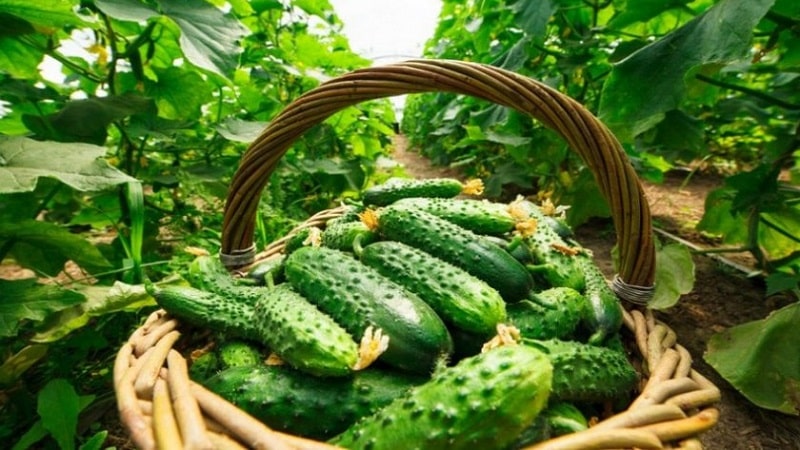 When is it better to pick cucumbers, in the morning or in the evening, and what determines the characteristics of harvesting?