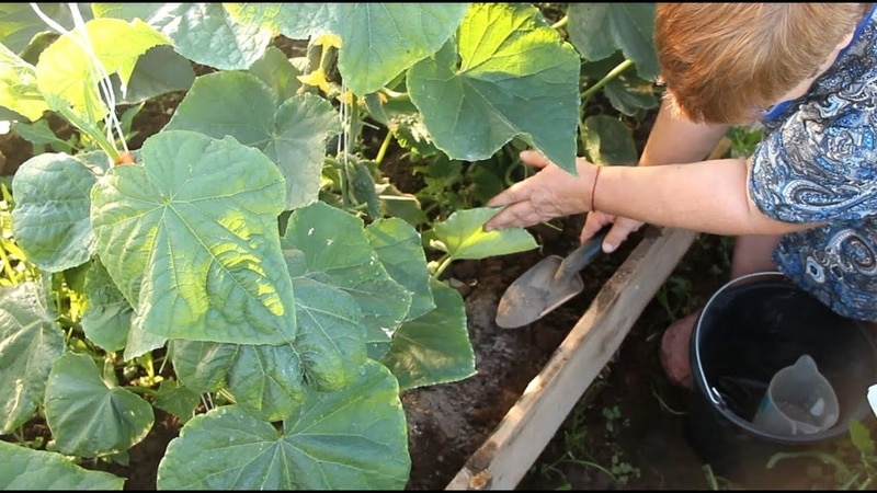 When is it necessary to fertilize cucumbers with urea and how to apply it correctly