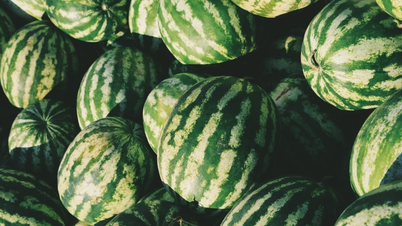 When do watermelons ripen and how to determine their degree of ripeness?