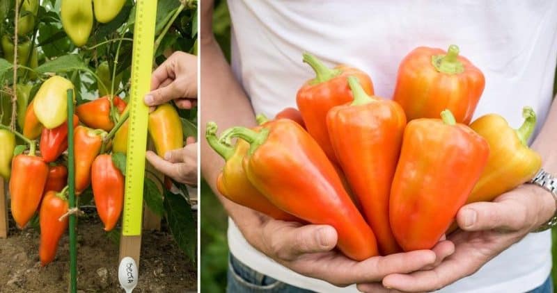 When to pick peppers from the bush: harvesting on time