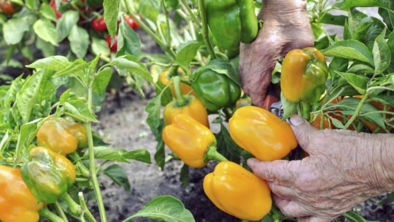 When to pick peppers from the bush: harvesting on time