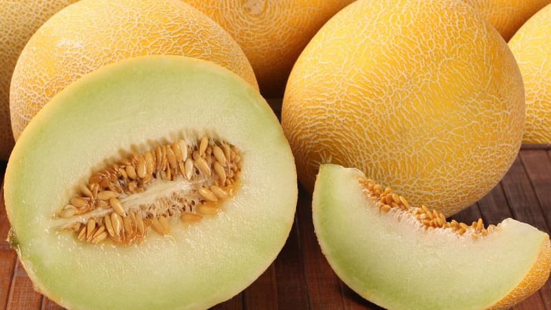When do melons ripen and how to correctly determine their degree of ripeness?