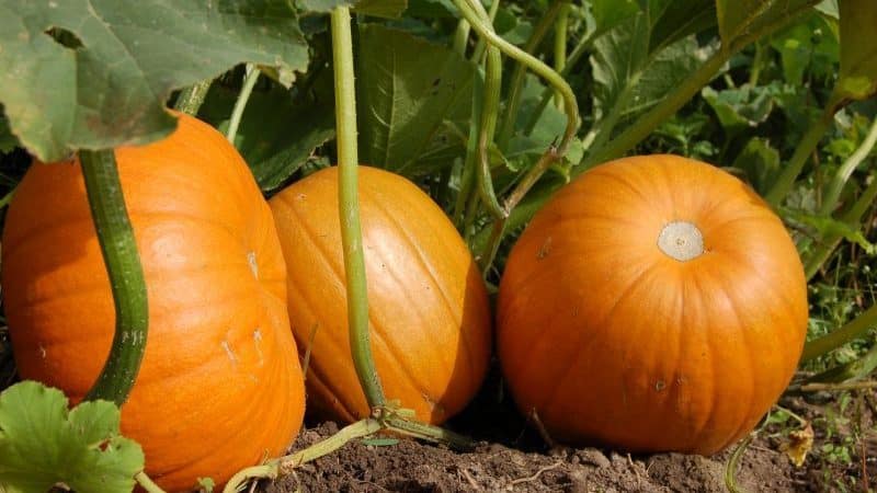Harvesting on time: when to harvest a pumpkin and how to determine its ripeness in the garden