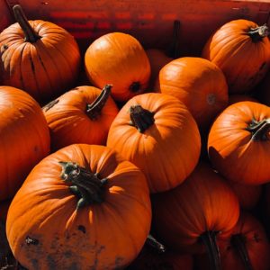 How to harvest in a timely manner: when to remove pumpkin from the garden in the middle zone