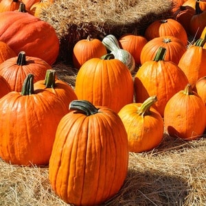 How to harvest in a timely manner: when to remove pumpkin from the garden in the middle zone
