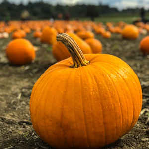How to harvest in a timely manner: when to remove pumpkin from the garden in the middle zone