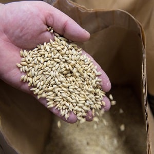 Who can be fed with feed barley?