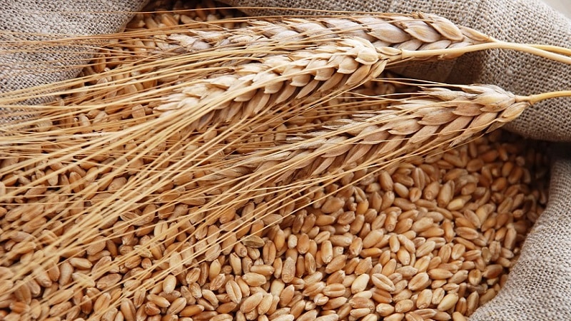 Who can be fed with feed barley?