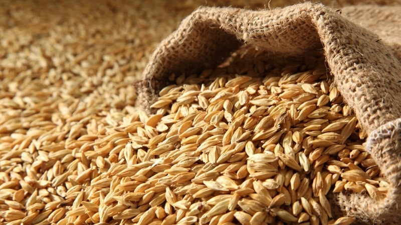 Who can be fed with feed barley?