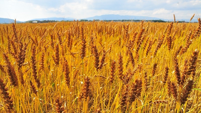 Who can be fed with feed barley?