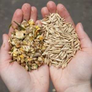 Who can be fed with feed barley?